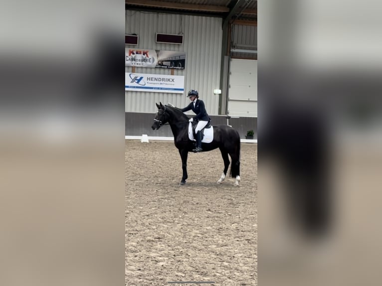 New Forest Pony Mare 7 years 14,2 hh Black in Molenweg 73 Koningsbosch