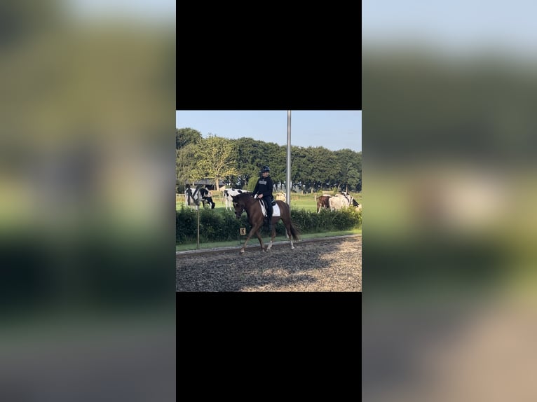 New Forest Pony Mare 7 years 14,1 hh Chestnut-Red in Borger