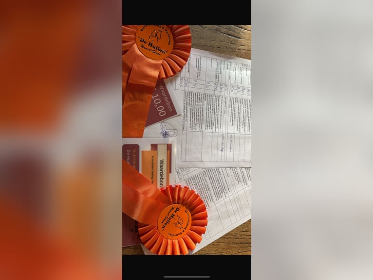 New Forest Pony Mare 7 years 14,1 hh Chestnut-Red in Borger