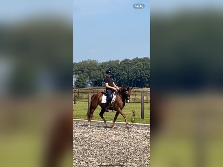 New Forest Pony Mare 7 years 14,1 hh Chestnut-Red in Borger