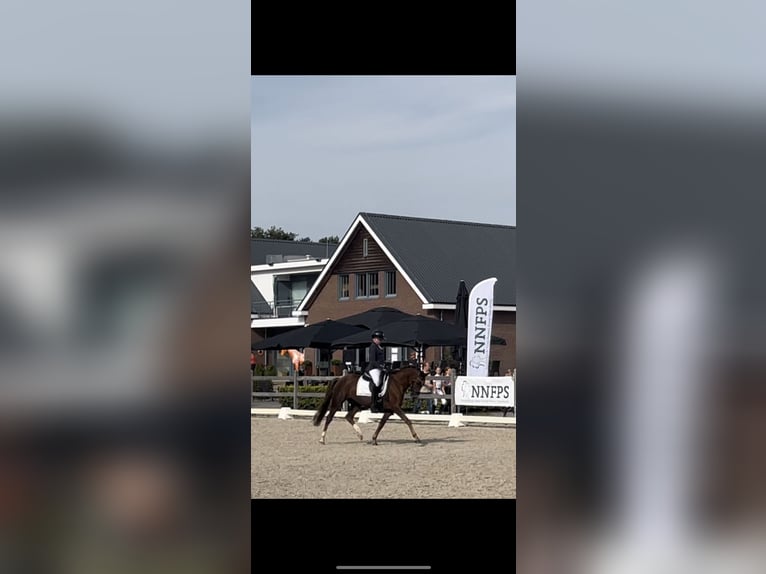 New Forest Pony Mare 7 years 14,1 hh Chestnut-Red in Borger