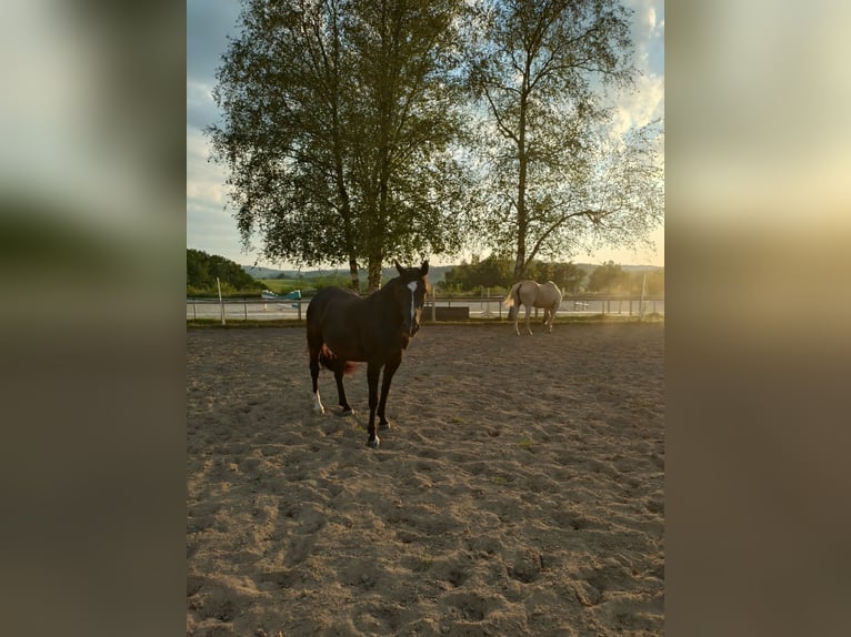 New Forest Pony Mix Mare 7 years 14,2 hh Black in Drolshagen