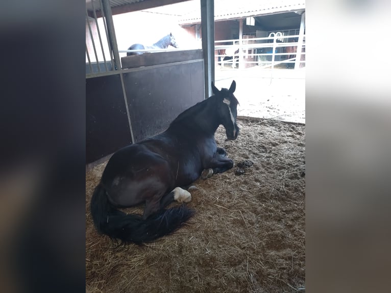 New Forest Pony Mix Mare 7 years 14,2 hh Black in Drolshagen