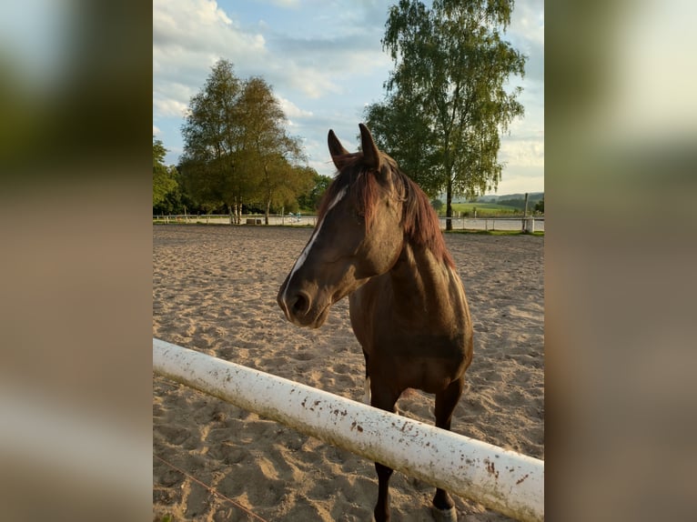 New Forest Pony Mix Mare 7 years 14,2 hh Black in Drolshagen