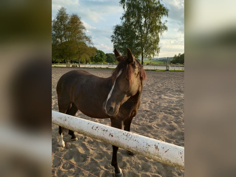 New Forest Pony Mix Mare 7 years Black in Drolshagen