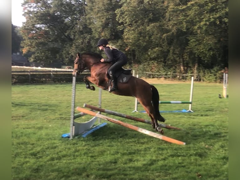 New Forest Pony Mare 8 years 13,3 hh Brown in Eibergen