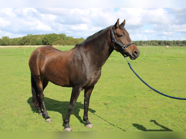 New Forest Pony Mare 8 years 14,1 hh Brown in Gapinge