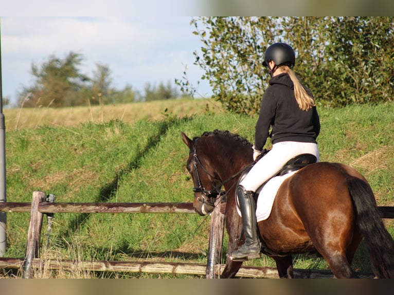 New Forest Pony Mare 8 years 14,1 hh Brown in Gapinge