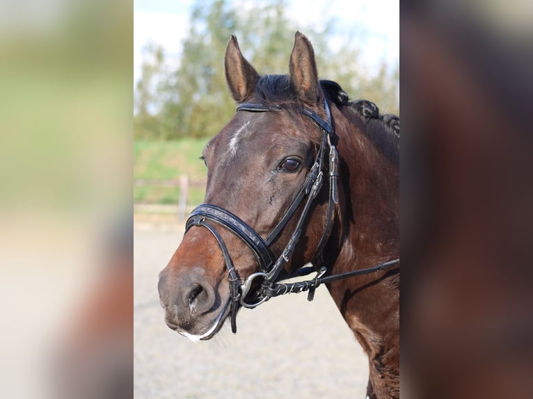 New Forest Pony Mare 8 years 14,1 hh Brown in Gapinge