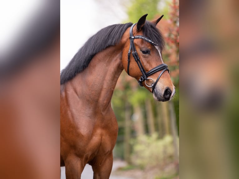 New Forest Pony Mare 8 years 14,1 hh Brown in Opoeteren