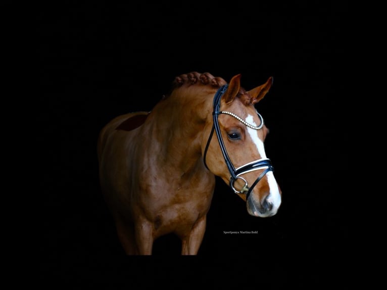 New Forest Pony Mare 8 years 14,1 hh Chestnut-Red in Recke, bei Osnabrück