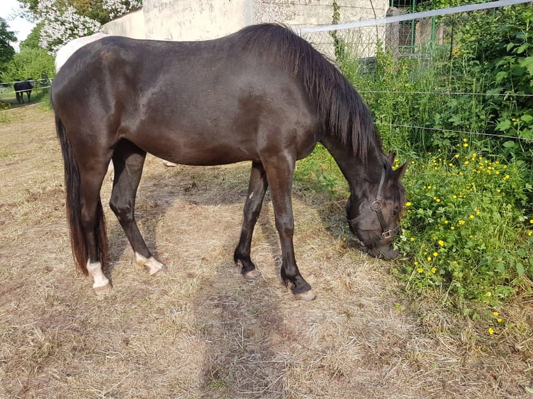 New Forest Pony Mix Mare 9 years 13,2 hh Black in Dietrichingen