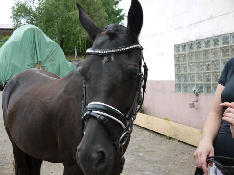 New Forest Pony Mix Mare 9 years 13,2 hh Black in Dietrichingen