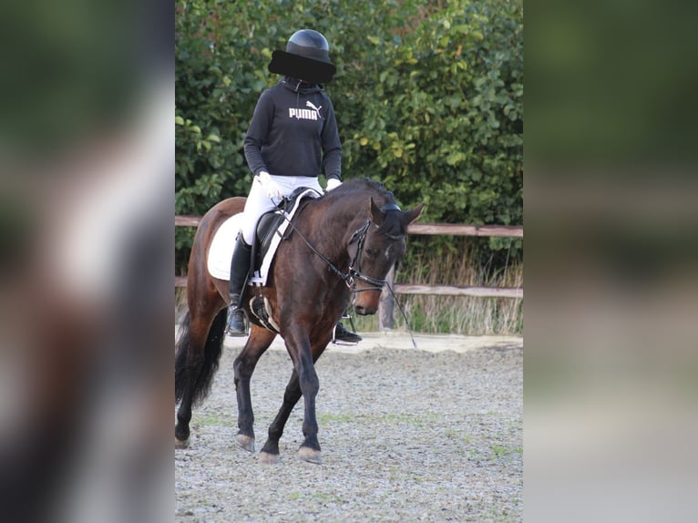 New Forest Pony Mare 9 years 14,1 hh Brown in Gapinge