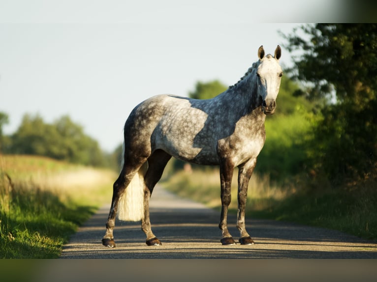 New Forest Pony Mare 9 years 14,1 hh Gray in Haaksbergen