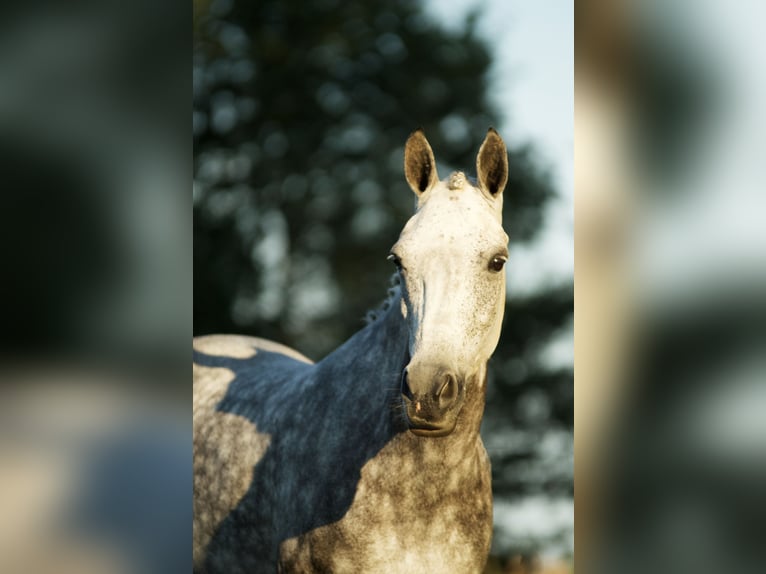 New Forest Pony Mare 9 years 14,1 hh Gray in Haaksbergen