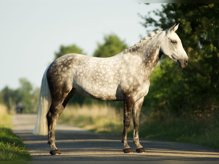 New Forest Pony Mare 9 years 14,1 hh Gray in Haaksbergen