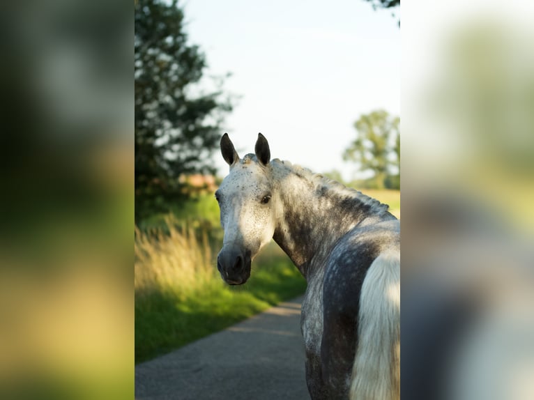 New Forest Pony Mare 9 years 14,1 hh Gray in Haaksbergen