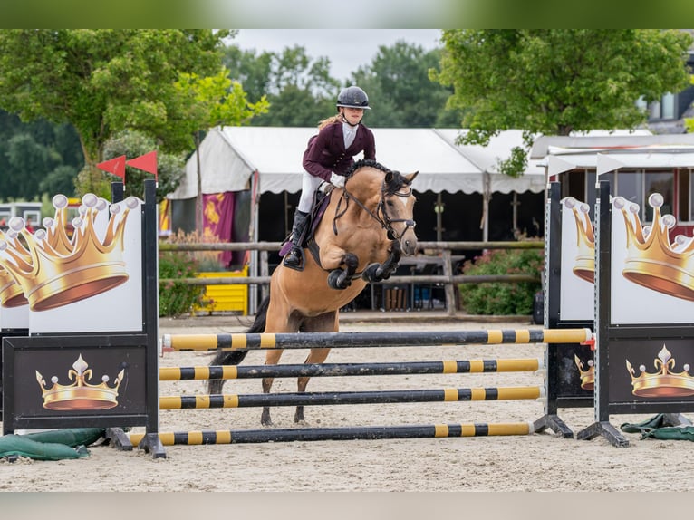 New Forest Pony Mare 9 years 14 hh Buckskin in Zwanenburg