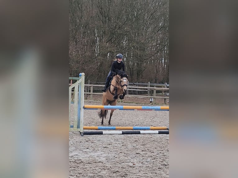New Forest Pony Mare 9 years 14 hh Buckskin in Zwanenburg