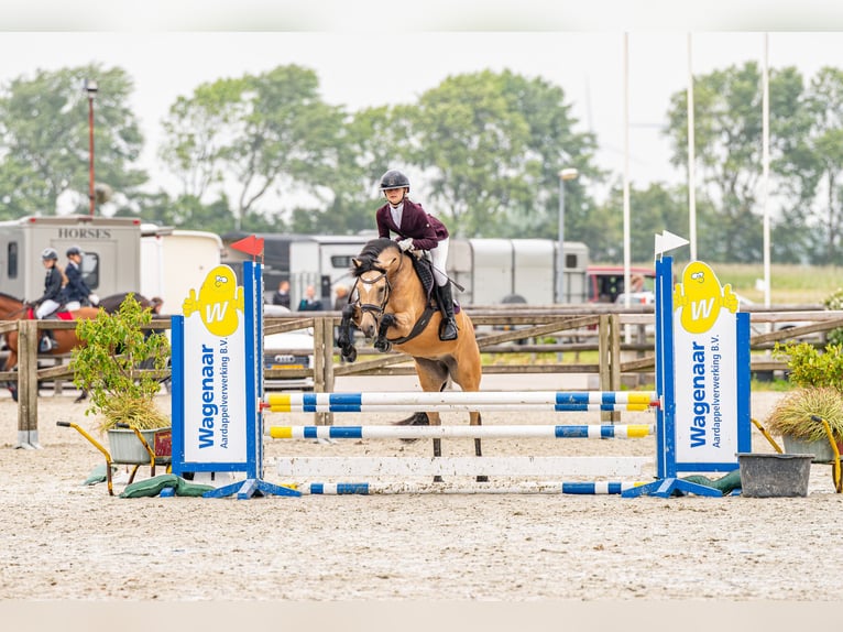 New Forest Pony Mare 9 years 14 hh Buckskin in Zwanenburg