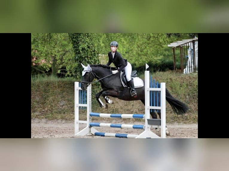 New Forest Pony Mare 9 years 14,1 hh Black in Wilhelmshaven
