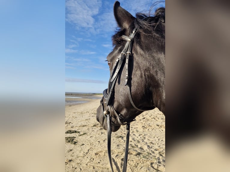 New Forest Pony Mare 9 years 14,1 hh Black in Wilhelmshaven