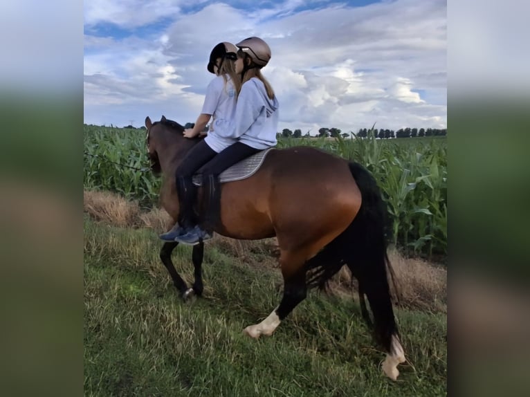 New Forest Pony Mare 9 years 14,3 hh Brown in Zülow