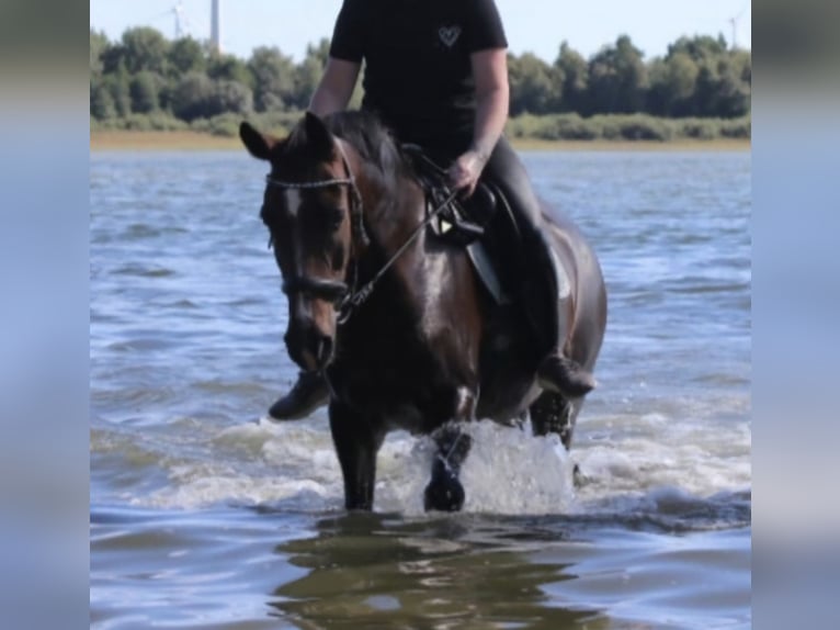 New Forest Pony Mare 9 years 14,3 hh Brown in Zülow