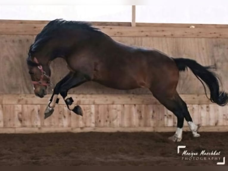 New Forest Pony Mare 9 years 14,3 hh Brown in Zülow