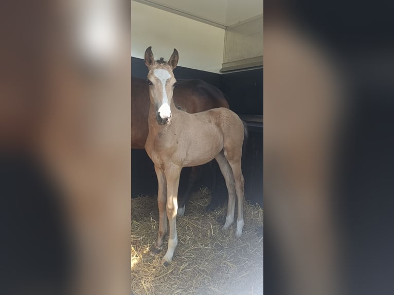 New Forest Pony Mare Foal (05/2025) 14,1 hh Buckskin in Koningsbosch