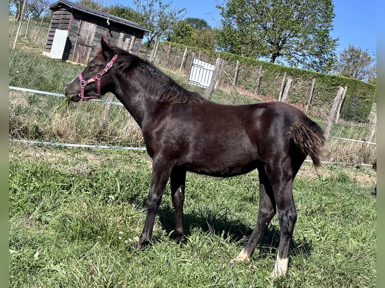 New Forest Pony Mare Foal (03/2026) Black in Miers