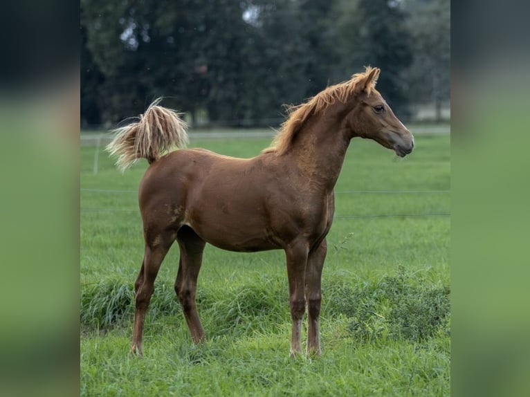New Forest Pony Mare Foal (05/2026) Chestnut-Red in Haaksbergensbergen