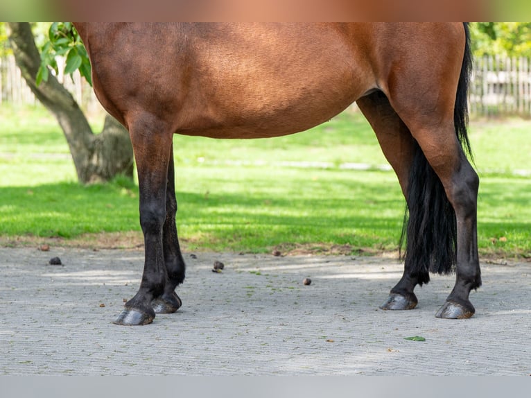New Forest Pony Merrie 10 Jaar 137 cm Bruin in Kaulille