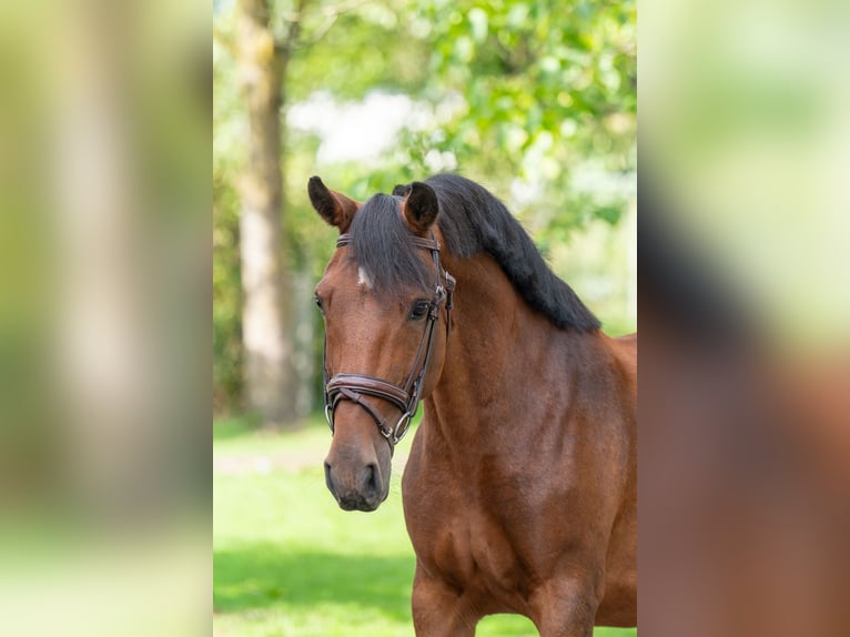 New Forest Pony Merrie 10 Jaar 137 cm Bruin in Kaulille