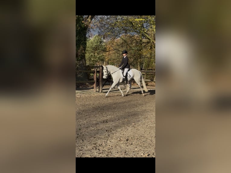 New Forest Pony Merrie 10 Jaar 144 cm Schimmel in Zeewolde