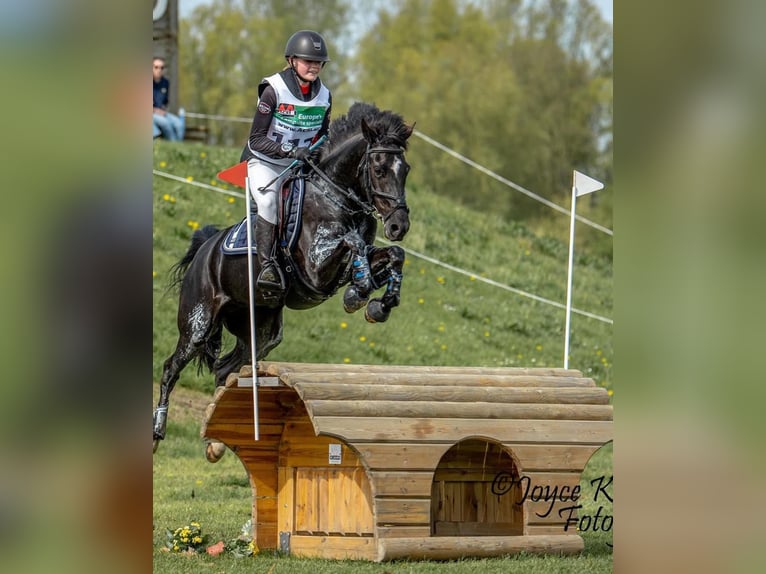 New Forest Pony Merrie 10 Jaar 144 cm Zwart in Wieringerwerf