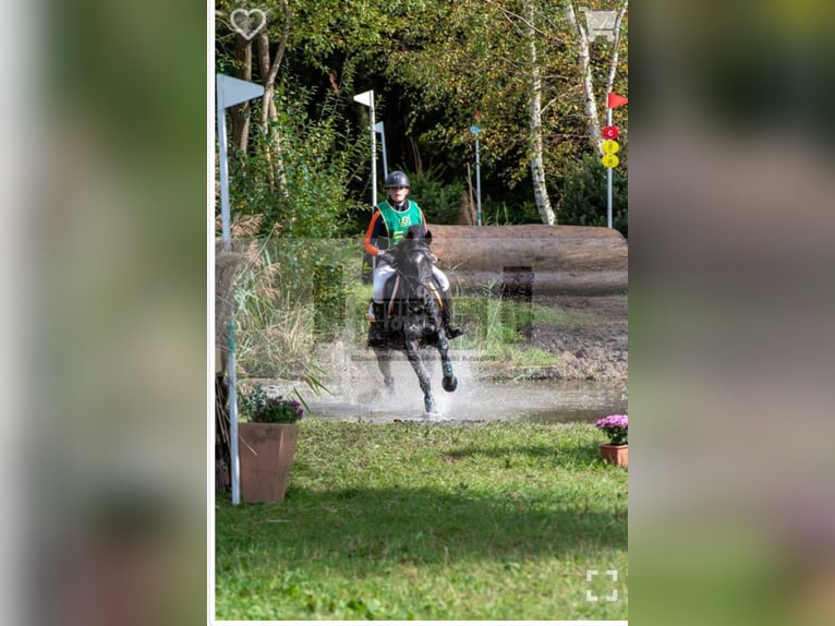 New Forest Pony Merrie 10 Jaar 144 cm Zwart in Wieringerwerf