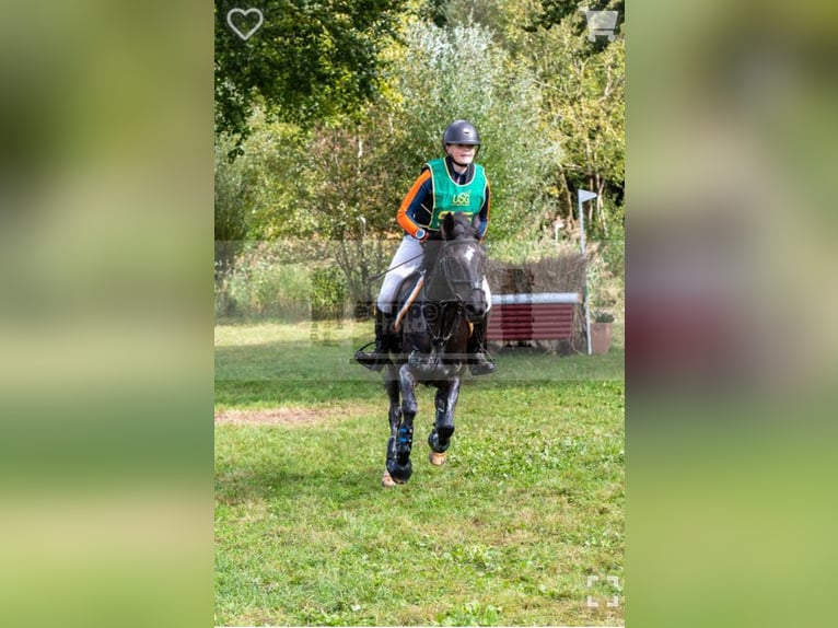 New Forest Pony Merrie 10 Jaar 144 cm Zwart in Wieringerwerf