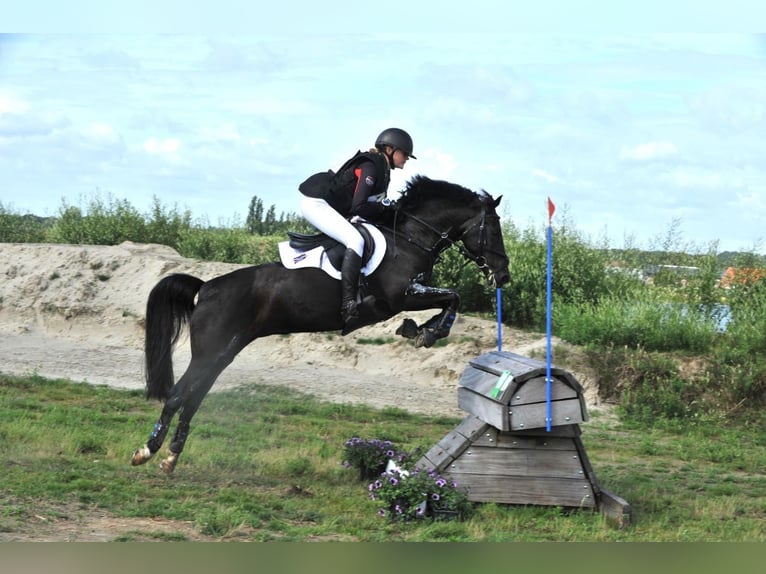 New Forest Pony Merrie 10 Jaar 144 cm Zwart in Wieringerwerf