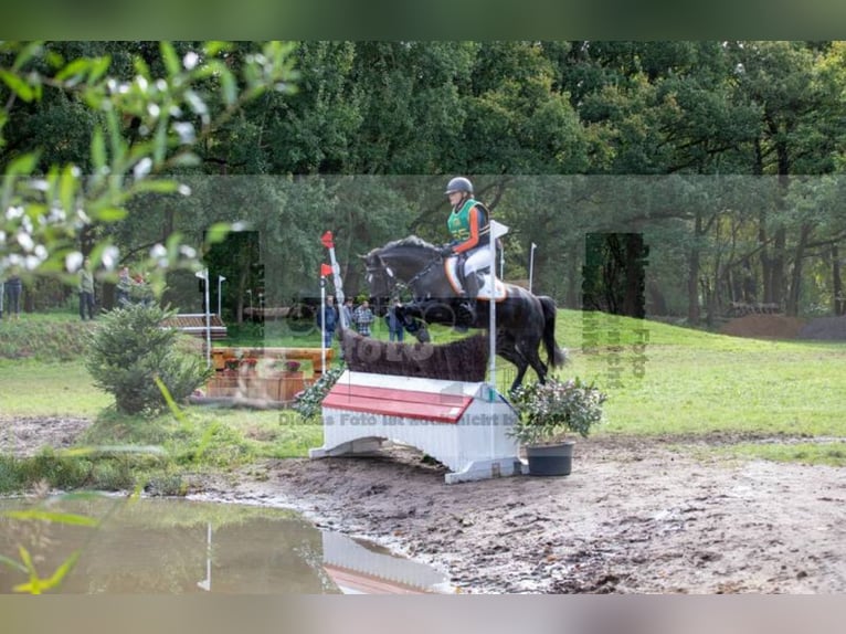 New Forest Pony Merrie 10 Jaar 144 cm Zwart in Wieringerwerf