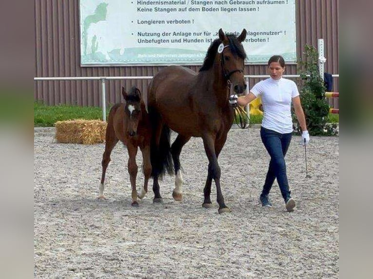 New Forest Pony Merrie 10 Jaar 146 cm Bruin in Nagold