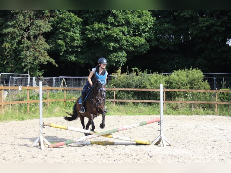 New Forest Pony Mix Merrie 11 Jaar 140 cm Zwart in Pirmasens