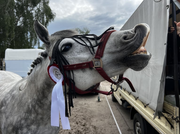 New Forest Pony Merrie 11 Jaar 143 cm Appelschimmel in Staßfurt