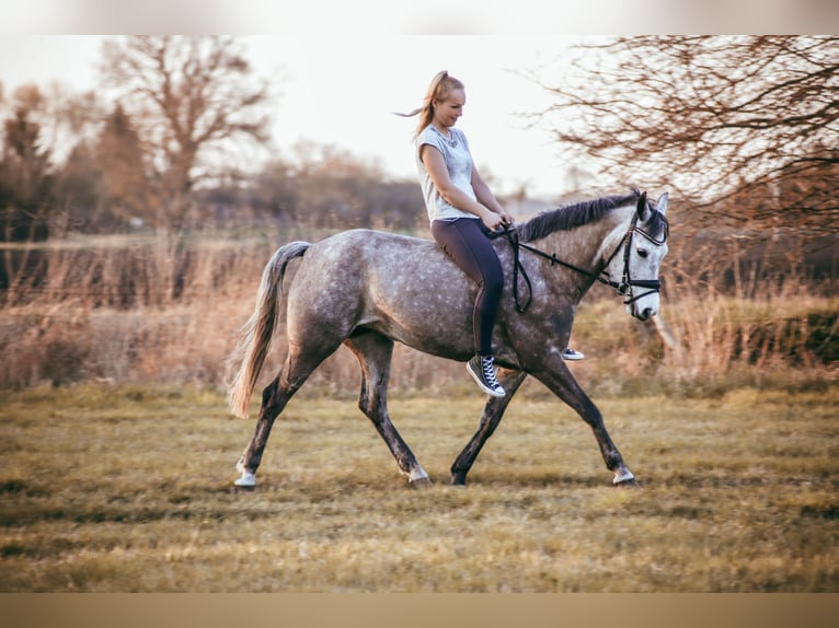 New Forest Pony Merrie 11 Jaar 143 cm Appelschimmel in Staßfurt