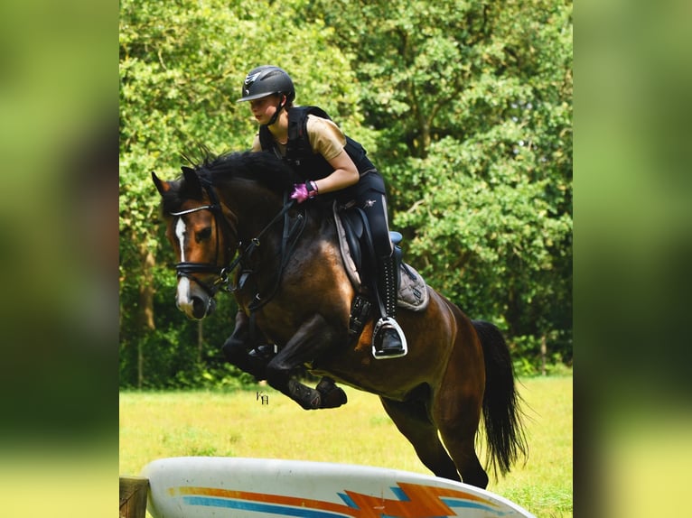 New Forest Pony Merrie 11 Jaar 144 cm Bruin in Rotterdam