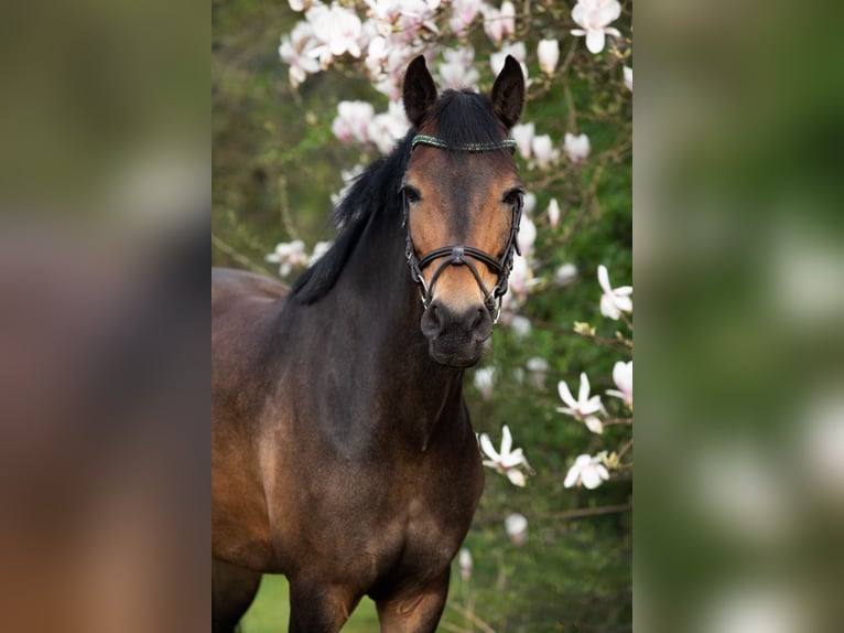 New Forest Pony Merrie 11 Jaar 145 cm Bruin in Tijnje