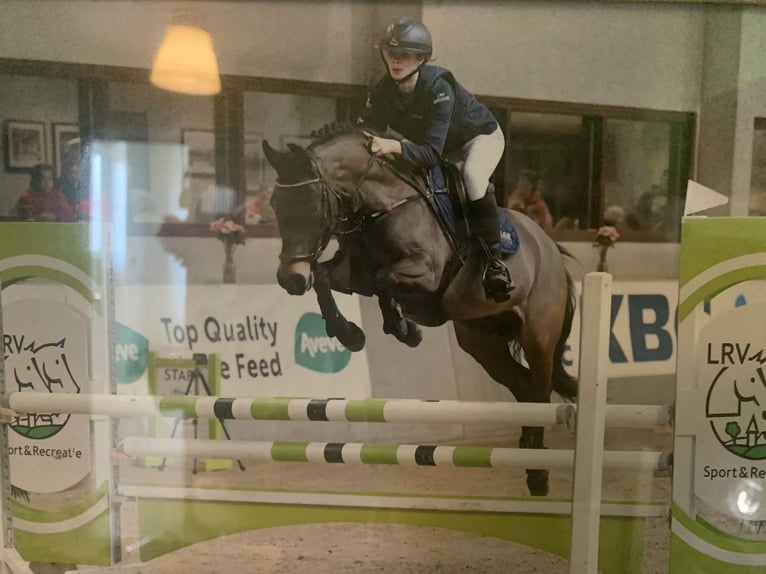 New Forest Pony Merrie 11 Jaar 145 cm Zwartbruin in Egem