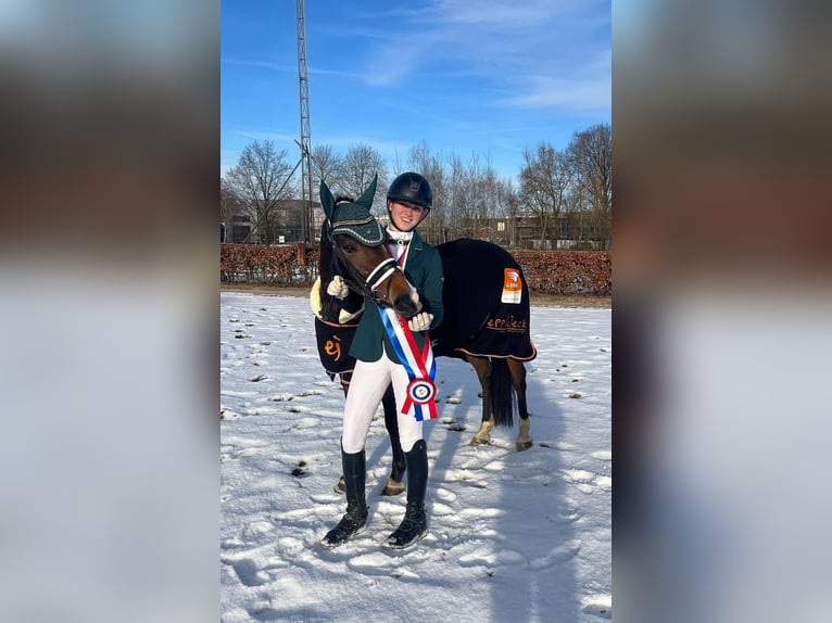 New Forest Pony Merrie 11 Jaar 147 cm Bruin in Goirle