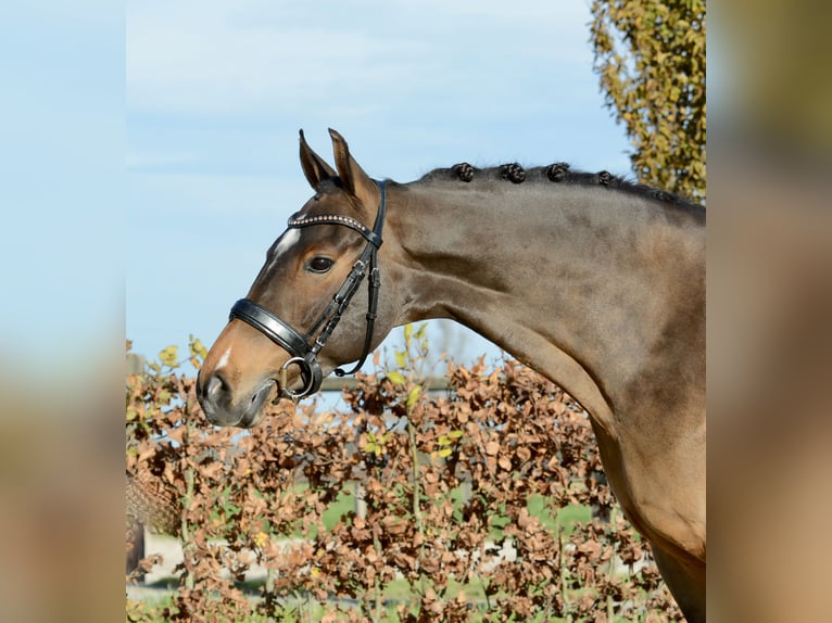 New Forest Pony Merrie 11 Jaar 147 cm Donkerbruin in Kedichem